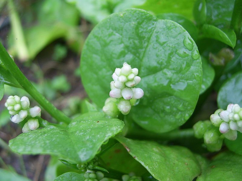 Ceylon Spinach – Basella alba