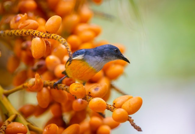 What is a food forest?