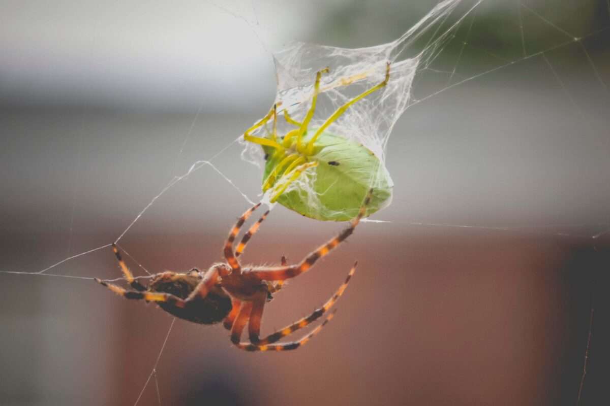 What is a food web?