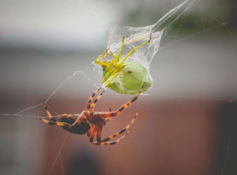What is a food web?