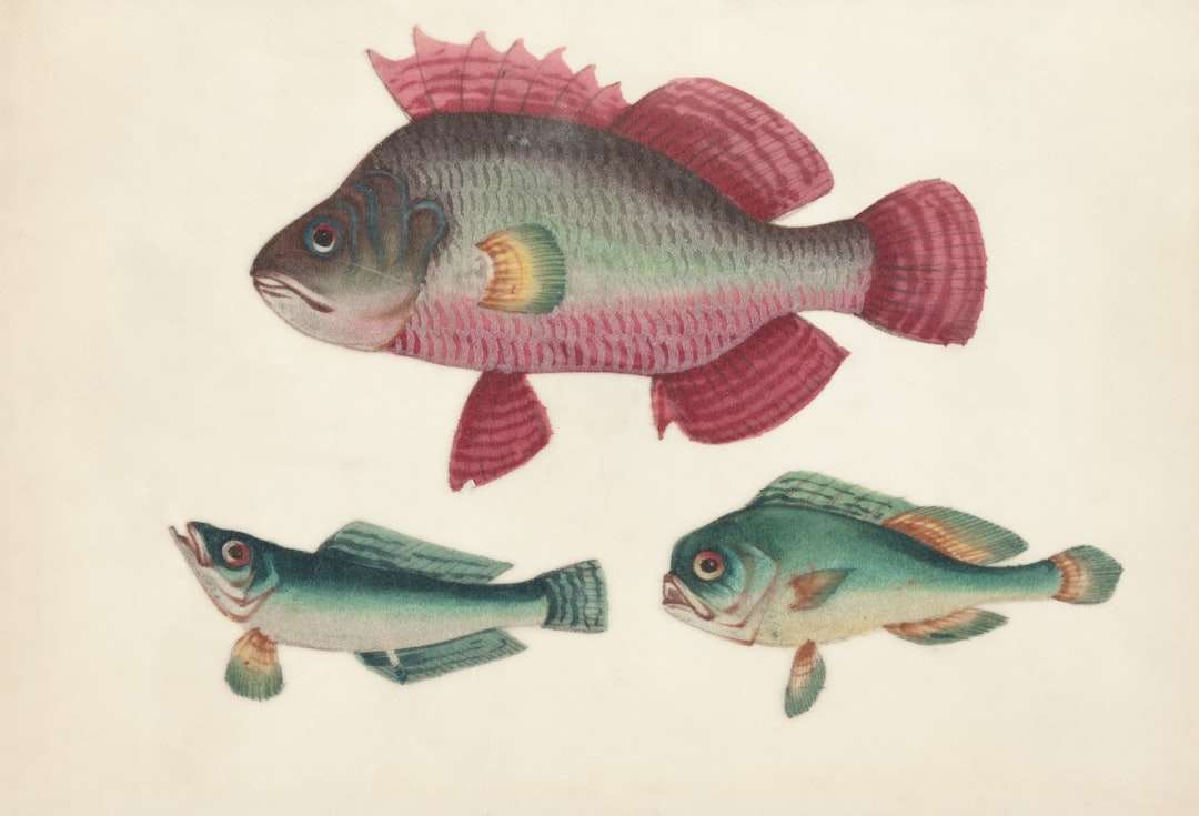 Image 79