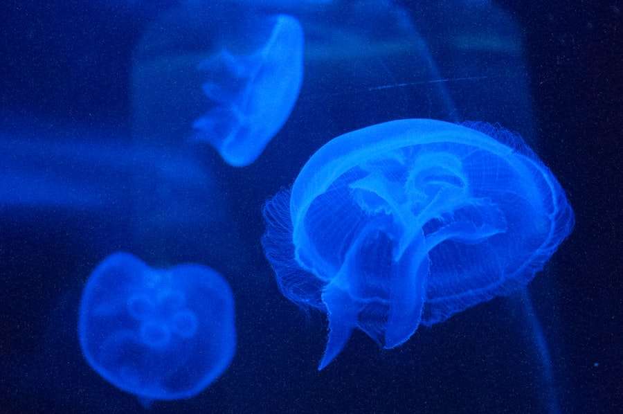 Photo Cognitive Biases