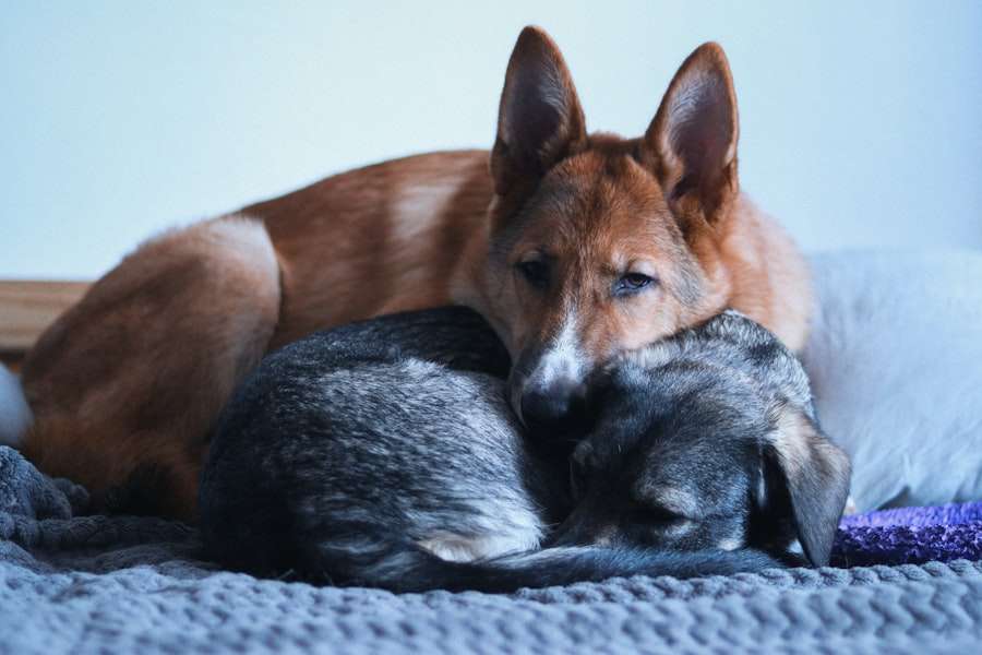 Photo Cortisol vs Oxytocin