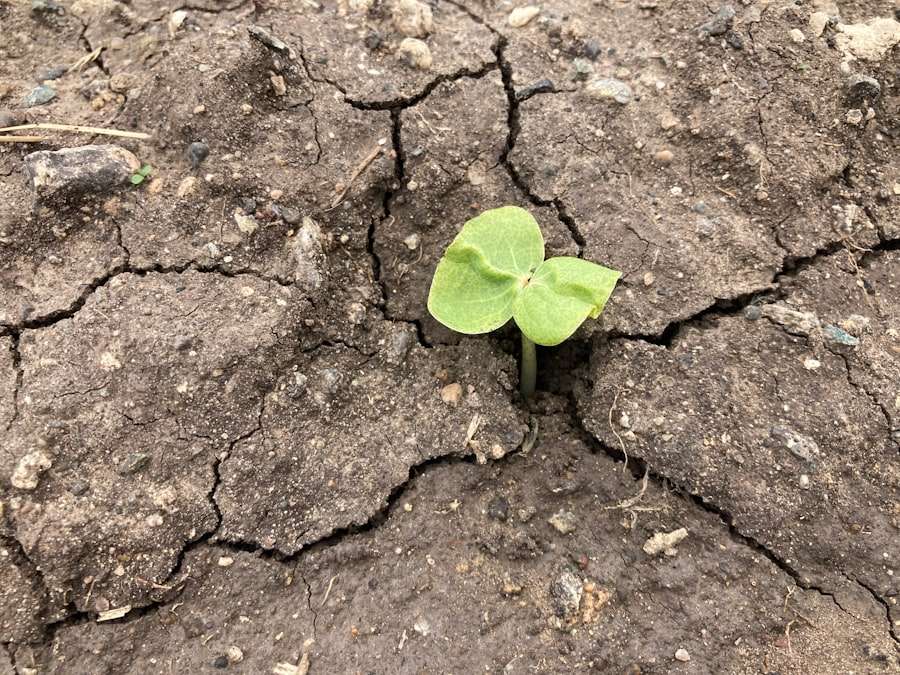 Photo resilience