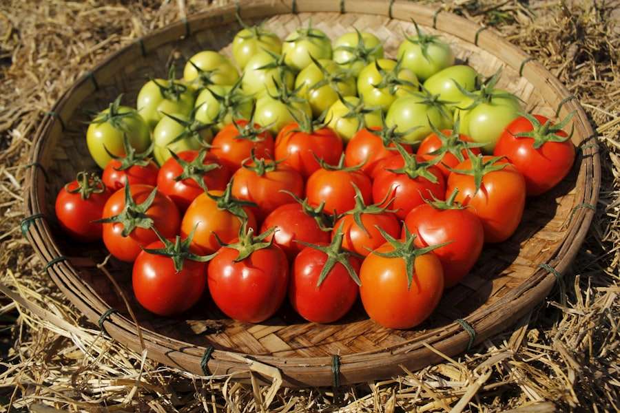 Photo Permaculture Techniques